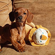 Apy participe au concours pour gagner de l'argent avec cette photo : puppy, dog, brown, couch, plush_toy, lion_toy, indoor, sunlight, pet, animal, cute, cozy, relaxing, fur, young_dog, toy, seated, companion, home, soft