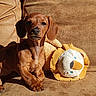 puppy, dog, brown, couch, plush_toy, lion_toy, indoor, sunlight, pet, animal, cute, cozy, relaxing, fur, young_dog, toy, seated, companion, home, soft