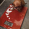 animal, brown, butterfly, closeup, curious, cute, digital_scale, dog, floor, indoor, kitchen, paw, pet, puppy, red, scale, small, tiny, weighing, young