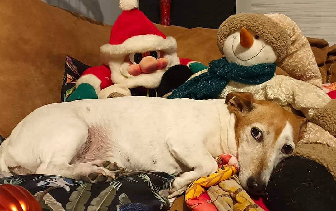 Fumette a rejoint le concours — aidez-le/la à gagner de superbes lots ! bed, carnivore, collar, comfort, companion_dog, dog, dog_breed, dog_supply, fawn, fur, guard_dog, linens, mammal, paw, plush, room, stuffed_toy, toy, toy_dog, working_animal