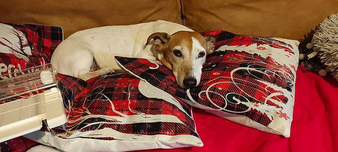 Fumette a rejoint le concours — aidez-le/la à gagner de superbes lots ! bed, bedding, canidae, carnivore, collar, comfort, companion_dog, dog, dog_breed, dog_collar, dog_supply, fawn, linens, pattern, paw, pet_supply, sighthound, sleeve, snout, sporting_group