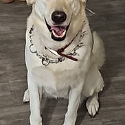 Trixie is registered to the contest to win money with this photo: dog, white_dog, sitting, indoor, floor, shoes, chain_collar, smiling, pet, canine, happy, animal, domestic_animal, paw, fur, leash, house, background, flooring, collar