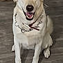 dog, white_dog, sitting, indoor, floor, shoes, chain_collar, smiling, pet, canine, happy, animal, domestic_animal, paw, fur, leash, house, background, flooring, collar