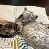 Kenobi joined the competition — help win amazing prizes! animal, bed, canine, cat, comfort, companion, cozy, dog, feline, friendship, indoor, pet, pillow, quilt, relaxed, resting, sleepy, snuggling, speckled_dog, striped_cat