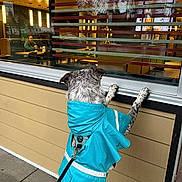 Kenobi joined the competition — help win amazing prizes! building, chair, coat, curiosity, daytime, dog, glass, leash, outdoor, pavement, person, raincoat, reflection, restaurant, sidewalk, table, trees, urban, waiting, window