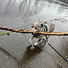 Kenobi is registered to the contest to win money with this photo: animal, canine, daytime, dog, happy, leash, nature, outdoor, pavement, pet, playful, rain, reflection, sidewalk, stick, street, urban, walking, water, wet