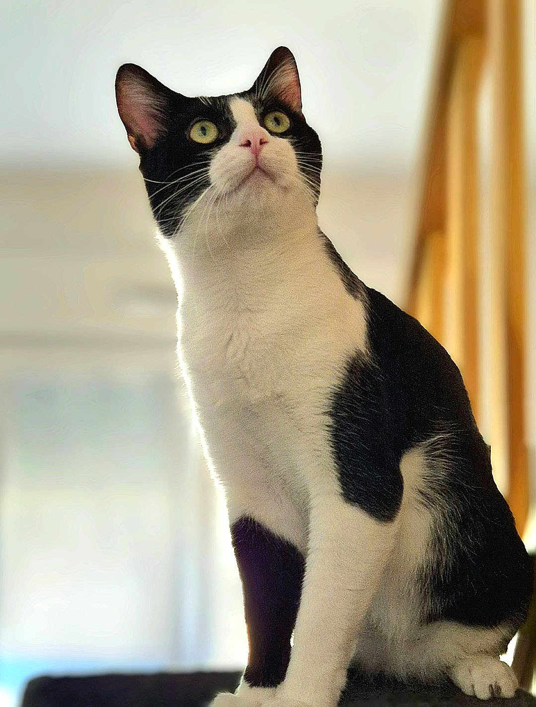 Miley participe au concours pour gagner de l'argent avec cette photo : cat, black_and_white, pet, feline, animal, indoor, portrait, sitting, whiskers, ears, curious, looking_up, fur, domestic_cat, mammal, close_up, soft_light, blurred_background, alert, cute