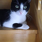 Miley a rejoint le concours — aidez-le/la à gagner de superbes lots ! cat, black_and_white, green_eyes, wooden_stairs, pet, animal, indoor, resting, close_up, whiskers, curious, feline, paw, cute, domestic_cat, looking, portrait, relaxed, young_cat, house