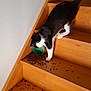 Miley participe au concours pour gagner de l'argent avec cette photo : cat, stairs, wood, black_and_white, pet, food, kibble, bowl, indoor, animal, playful, mess, curious, feline, claws, paw, floor, wall, house, balancing