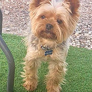Pacha participe au concours pour gagner de l'argent avec cette photo : dog, yorkshire_terrier, small_dog, pet, animal, fur, long_hair, brown_fur, standing, outdoor, grass, gravel, collar, pet_tag, portrait, front_view, looking_at_camera, fluffy, garden, social_media_screenshot