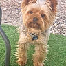 dog, yorkshire_terrier, small_dog, pet, animal, fur, long_hair, brown_fur, standing, outdoor, grass, gravel, collar, pet_tag, portrait, front_view, looking_at_camera, fluffy, garden, social_media_screenshot