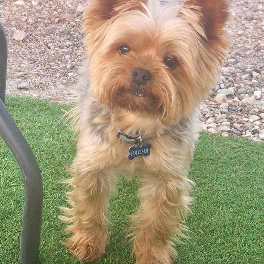 Pacha participe au concours pour gagner de l'argent avec cette photo : dog, yorkshire_terrier, small_dog, pet, animal, fur, long_hair, brown_fur, standing, outdoor, grass, gravel, collar, pet_tag, portrait, front_view, looking_at_camera, fluffy, garden, social_media_screenshot