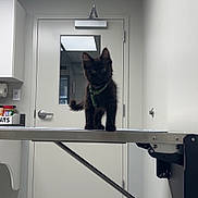 Hadley joined the competition — help win amazing prizes! animal, black_cat, cabinet, cat, curious, door, feline, floor, green_harness, indoor, kitten, light, looking, metal, pet, room, standing, table, window, young