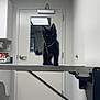 animal, black_cat, cabinet, cat, curious, door, feline, floor, green_harness, indoor, kitten, light, looking, metal, pet, room, standing, table, window, young
