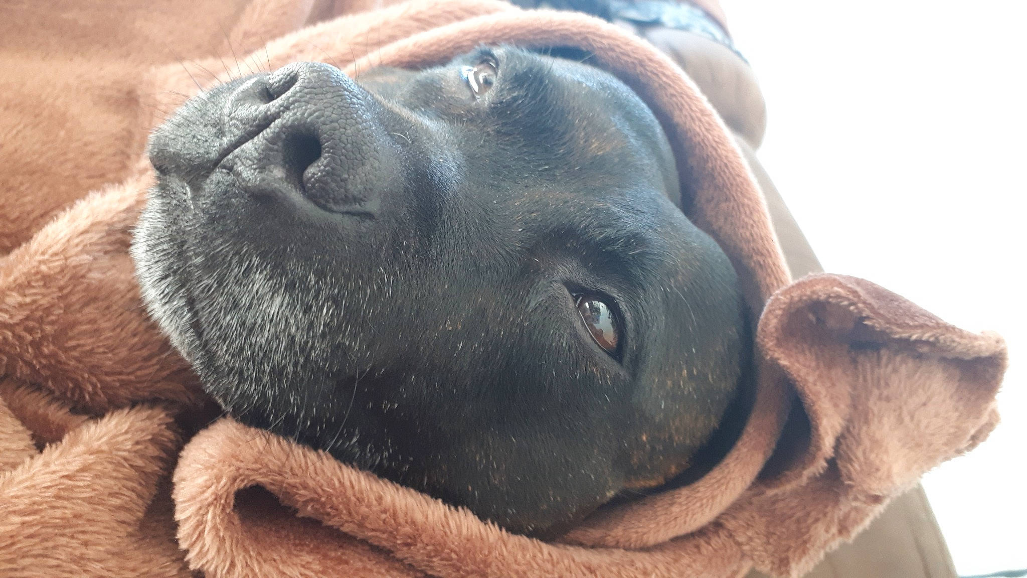 Joyce a rejoint le concours — aidez-le/la à gagner de superbes lots ! art, carnivore, close_up, dog, dog_breed, ear, fawn, guard_dog, molosser, non_sporting_group, pet_supply, snout, sporting_group, terrestrial_animal, whiskers, wildlife, working_animal, working_dog, wrinkle