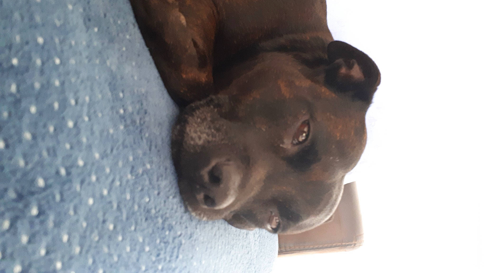 Joyce a rejoint le concours — aidez-le/la à gagner de superbes lots ! art, bronze, bronze_sculpture, canidae, carnivore, chocolate, dog, dog_breed, fawn, felidae, liver, metal, non_sporting_group, sculpture, sporting_group, terrestrial_animal, whiskers, wood, working_animal