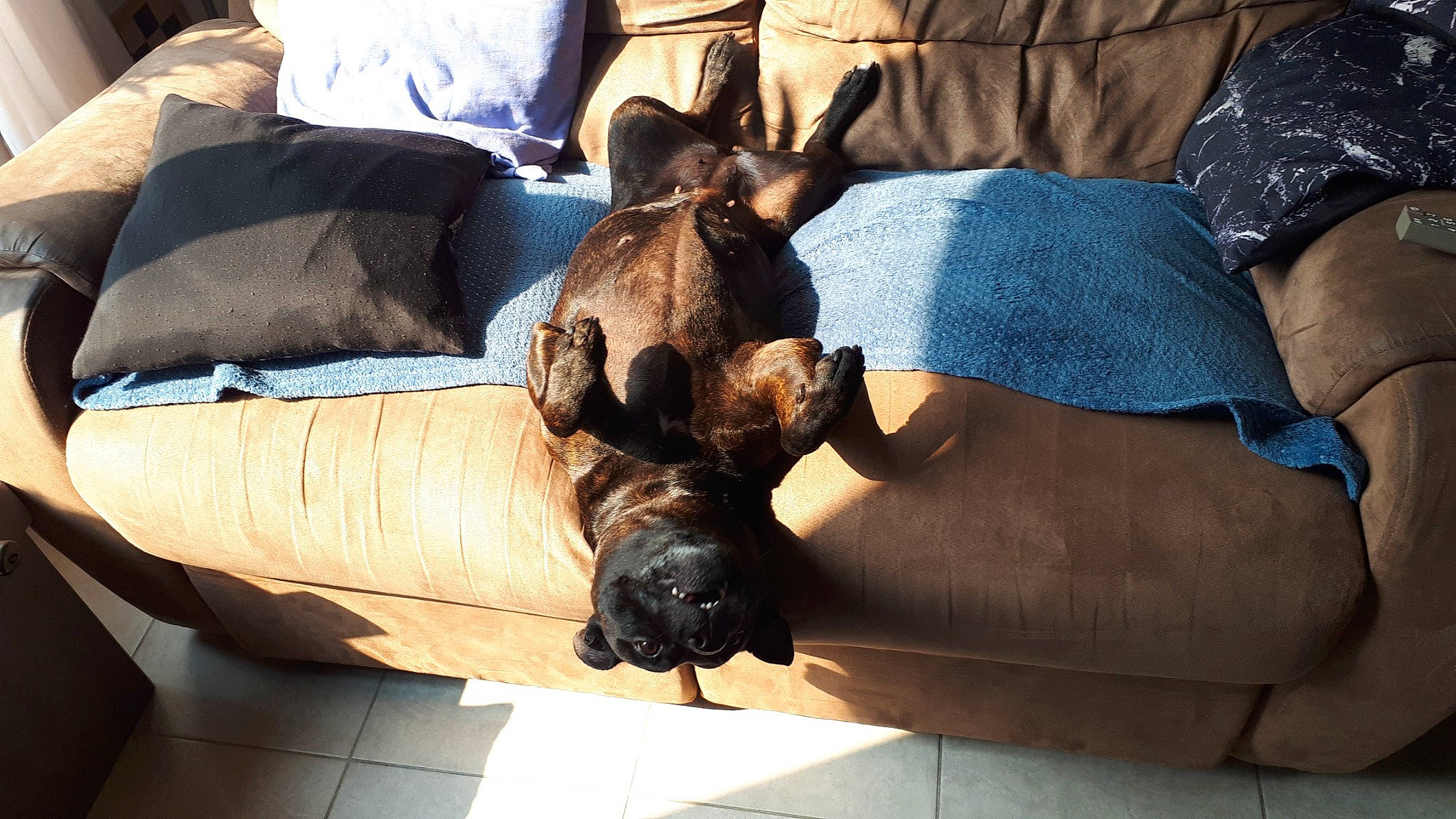 Joyce participe au concours pour gagner de l'argent avec cette photo : boxer, bulldog, canidae, carnivore, comfort, companion_dog, couch, dog, dog_breed, fawn, felidae, fur, guard_dog, liver, nap, pillow, sporting_group, toy_dog, wood, working_animal