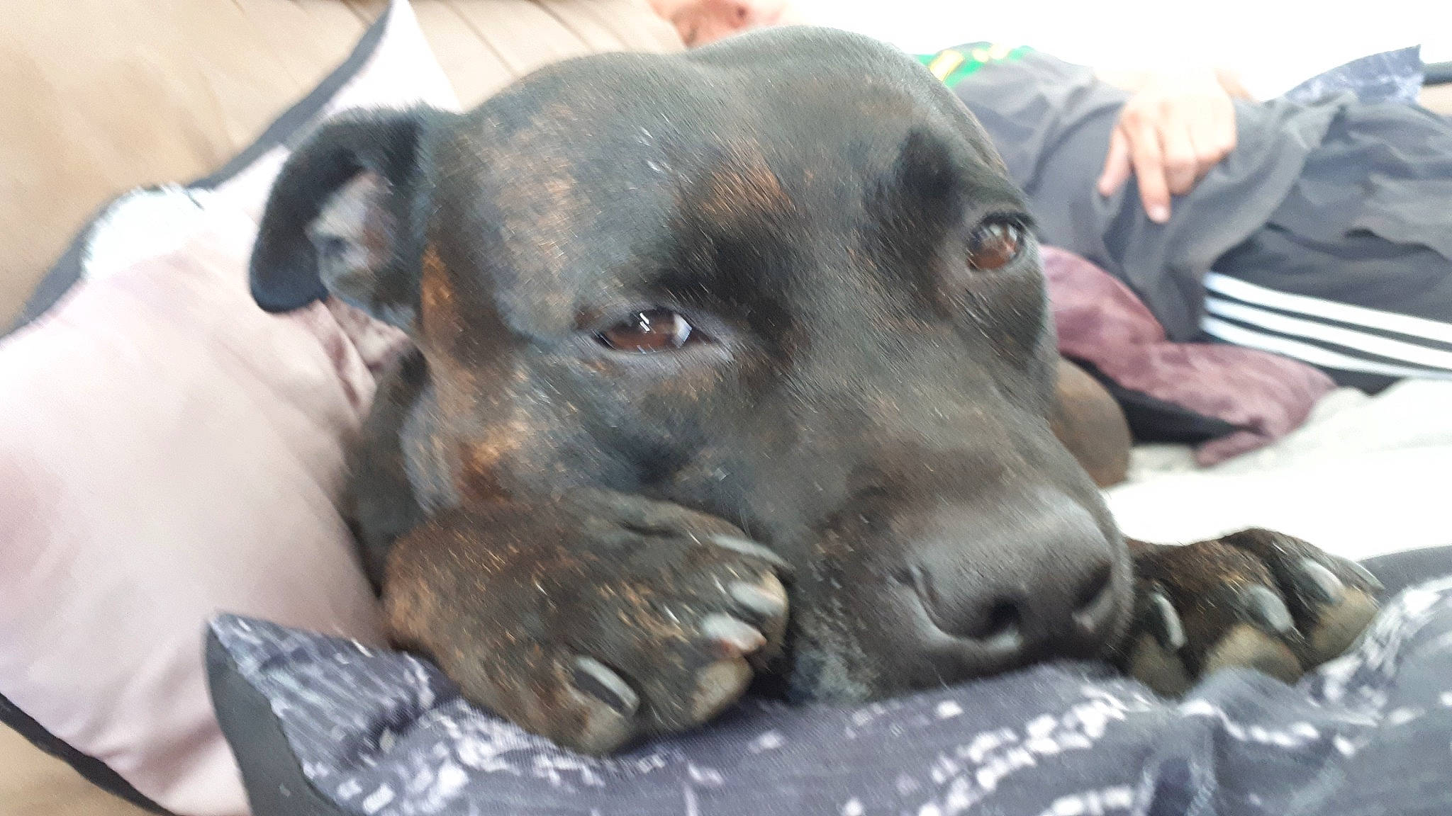 Joyce participe au concours pour gagner de l'argent avec cette photo : borador, canidae, carnivore, collar, companion_dog, dog, dog_breed, ear, fawn, fur, guard_dog, hunting_dog, non_sporting_group, pet_supply, sporting_group, whiskers, working_animal, working_dog