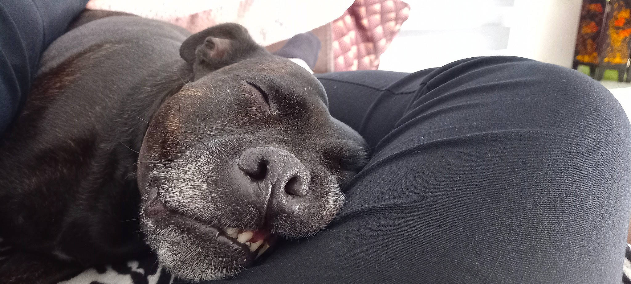 Joyce participe au concours pour gagner de l'argent avec cette photo : canidae, carnivore, comfort, companion_dog, corgi_chihuahua, dog, dog_breed, fur, grey, liver, non_sporting_group, plaid, snout, sporting_group, suidae, tartan, terrestrial_animal, whiskers, working_animal, wrinkle