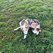 Vegas a rejoint le concours — aidez-le/la à gagner de superbes lots ! dog, canine, pet, merle, grass, outdoor, nature, fur, muzzle, paws, lying_down, park, greenery, backyard, playful, head, sniffing, small_animal, ground, daytime