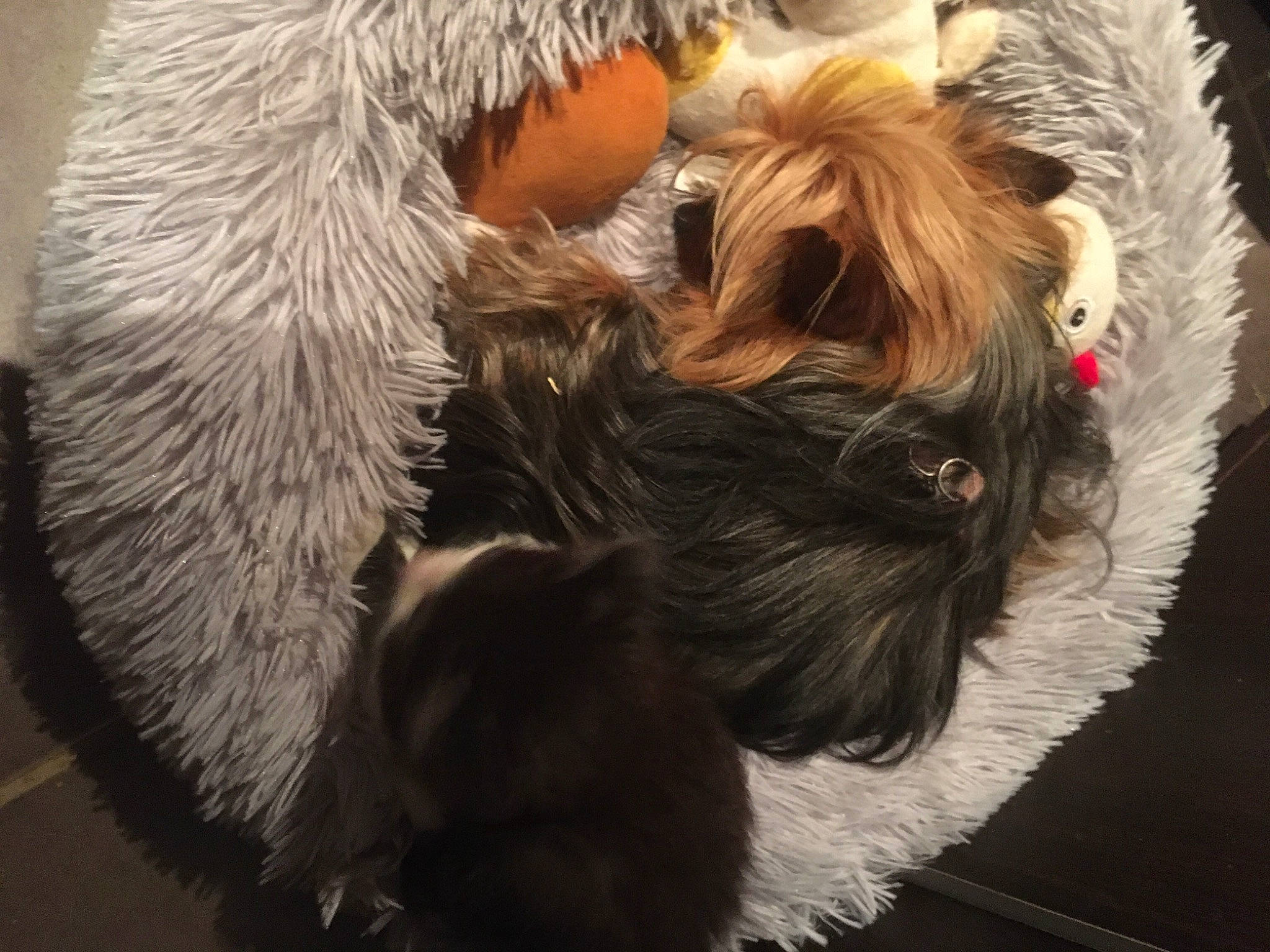 Nora a rejoint le concours — aidez-le/la à gagner de superbes lots ! canidae, carnivore, collar, companion_dog, dog, dog_breed, dog_collar, dog_supply, fur, liver, love, natural_material, small_terrier, snout, sporting_group, terrier, toy_dog, vertebrate, working_animal, working_dog