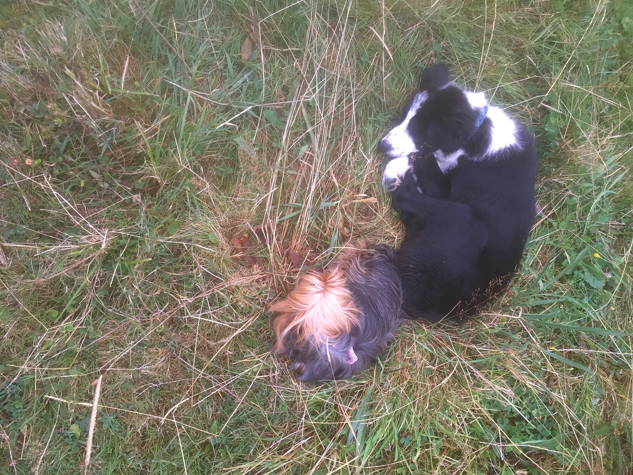 Nora a rejoint le concours — aidez-le/la à gagner de superbes lots ! bear, carnivore, fur, liver, nature_reserve, panda, paw, snout, terrestrial_animal, wildlife