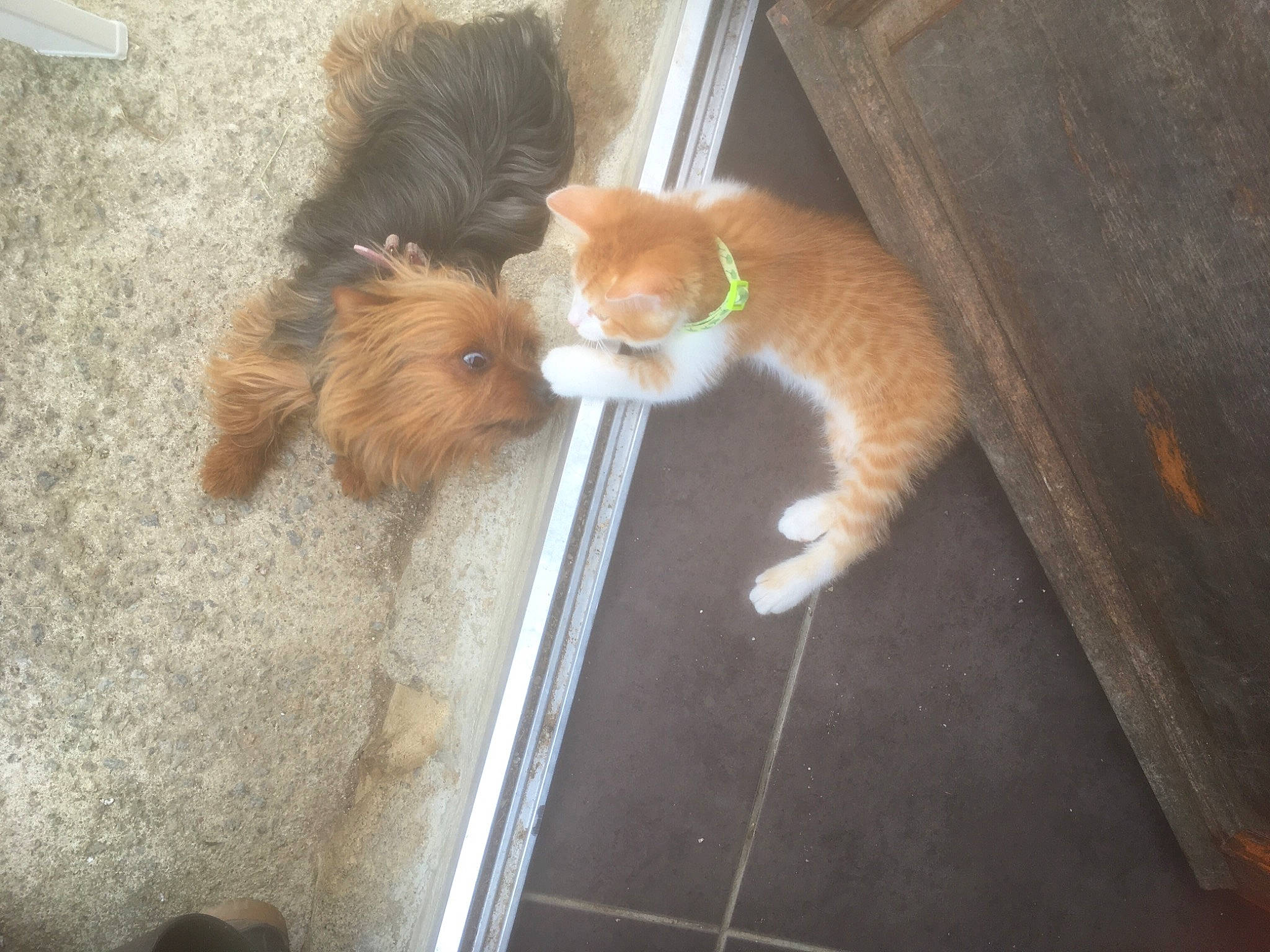 Nora a rejoint le concours — aidez-le/la à gagner de superbes lots ! carnivore, cat, claw, fawn, felidae, floor, flooring, fur, liver, pet_supply, small_to_medium_sized_cats, tail, vertebrate, whiskers