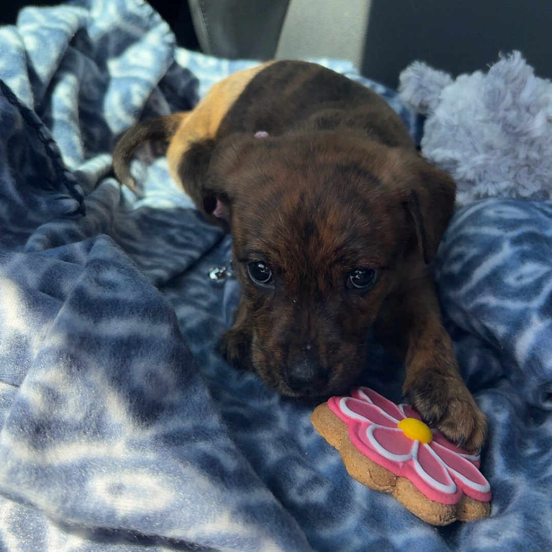 Hazel is registered to the contest to win money with this photo: animal, beagle, blanket, boxer, bulldog, canine, couch, cream, cushion, dessert, dog, food, furniture, homedecor, hound, icing, pet, puppy, quilt, sweets