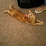 Blaze joined the competition — help win amazing prizes! animal, brown, carpet, cat, comfortable, curious, cute, domestic_cat, feline, floor, household, indoor, looking_up, orange_tabby, pet, pet_carrier, relaxed, sneaker, stretching, young_cat