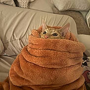 Blaze joined the competition — help win amazing prizes! animal, bed, blanket, cat, comfort, cozy, curious, cute, fur, furniture, indoor, orange_tabby, pet, pillow, relaxation, resting, snug, soft, warm, wrapped