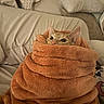 animal, bed, blanket, cat, comfort, cozy, curious, cute, fur, furniture, indoor, orange_tabby, pet, pillow, relaxation, resting, snug, soft, warm, wrapped