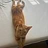 animal, bed, cat, curious, domestic_animal, ears, feline, fur, ginger_cat, indoor, looking_up, pet, relaxed, resting, shadow, stretching, sunlight, whiskers, white_bed, window_light