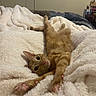 Blaze is registered to the contest to win money with this photo: animal, bedroom, cat, cozy, cute, domestic_animal, feline, fluffy_blanket, fur, indoor, orange_tabby, paws, pet, pink_paw_pads, relaxed, resting, sleepy, soft_texture, stretching, whiskers