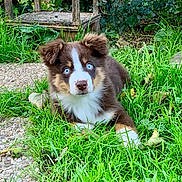 Arizona participe au concours pour gagner de l'argent avec cette photo : puppy, dog, grass, blue_eyes, brown_fur, white_fur, outdoor, nature, greenery, leaf, young_dog, cute, pet, animal, lawn, garden, fur, ears, resting, curious