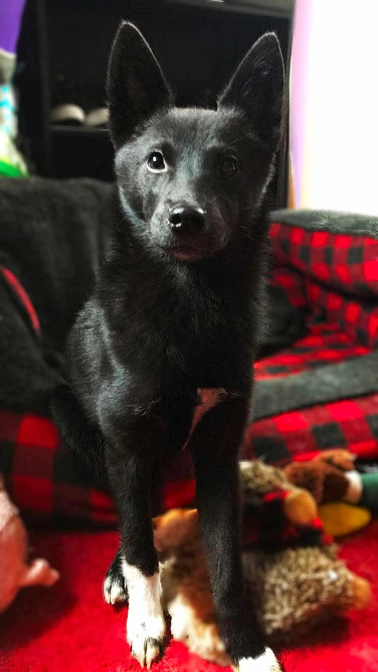Pepper