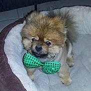 Brody Bear joined the competition — help win amazing prizes! dog, small_dog, fluffy, brown_fur, green_bow_tie, pet_bed, cozy, indoor, cute, animal, companion, cute_pet, adorable, furry, domestic_animal, looking_up, sitting, paw, tail, fur