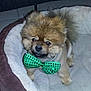 dog, small_dog, fluffy, brown_fur, green_bow_tie, pet_bed, cozy, indoor, cute, animal, companion, cute_pet, adorable, furry, domestic_animal, looking_up, sitting, paw, tail, fur