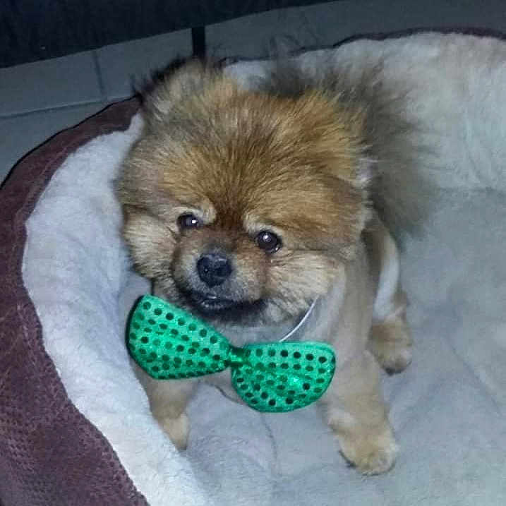 Brody Bear joined the competition — help win amazing prizes! adorable, animal, brown_fur, companion, cozy, cute, cute_pet, dog, domestic_animal, fluffy, fur, furry, green_bow_tie, indoor, looking_up, paw, pet_bed, sitting, small_dog, tail