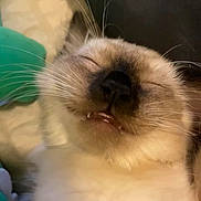 Princeton is registered to the contest to win money with this photo: cat, sleeping, close_up, feline, whiskers, fangs, cozy, fur, pet, domestic_animal, relaxed, cute, indoors, resting, animal_face, nap, soft, whisker, mouth, peaceful