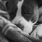 Unna a rejoint le concours — aidez-le/la à gagner de superbes lots ! dog, sleeping, blanket, close_up, black_and_white, pet, cozy, fur, animal, resting, snout, paw, relaxation, indoors, texture, calm, cute, companion, soft, portrait