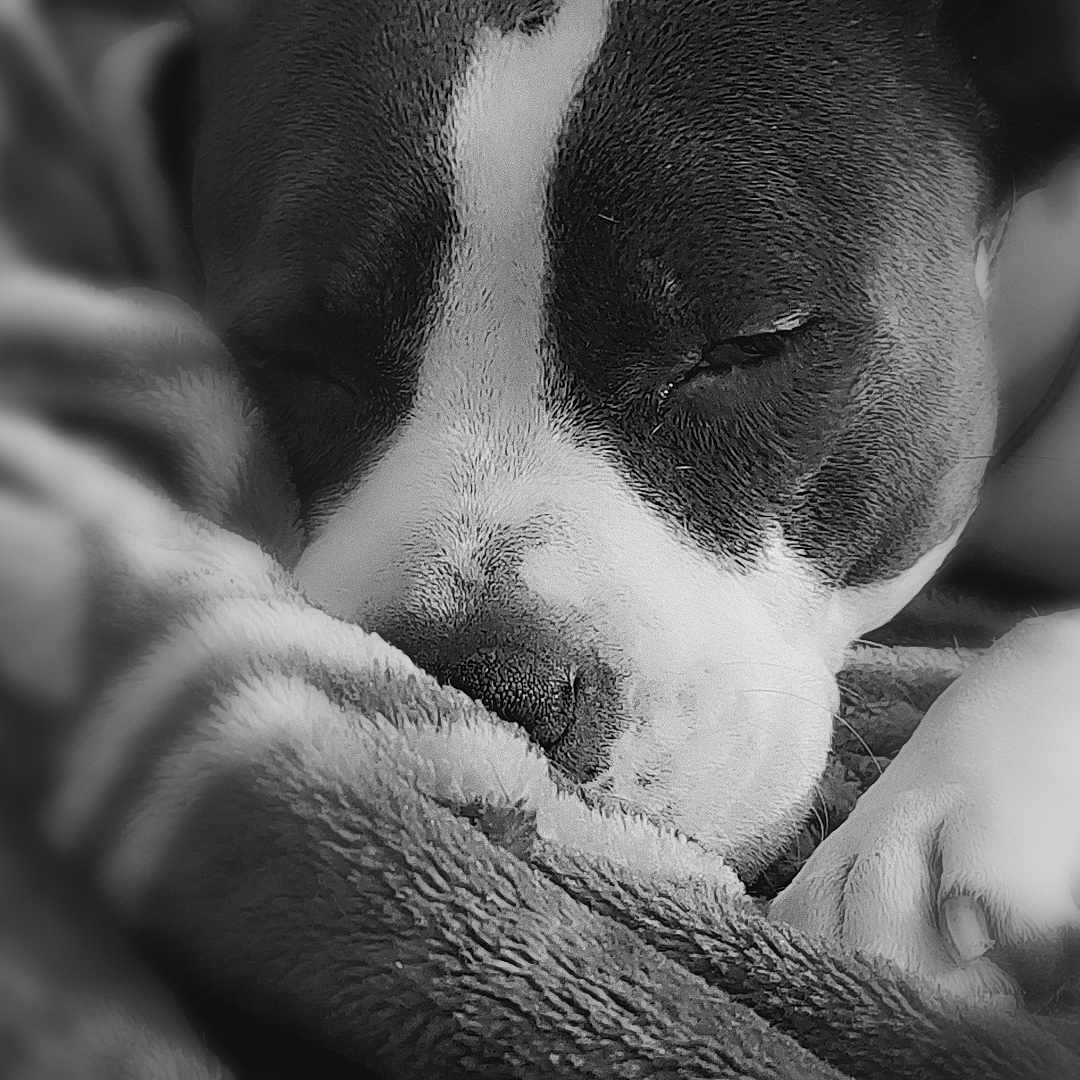Unna a rejoint le concours — aidez-le/la à gagner de superbes lots ! animal, black_and_white, blanket, calm, close_up, companion, cozy, cute, dog, fur, indoors, paw, pet, portrait, relaxation, resting, sleeping, snout, soft, texture
