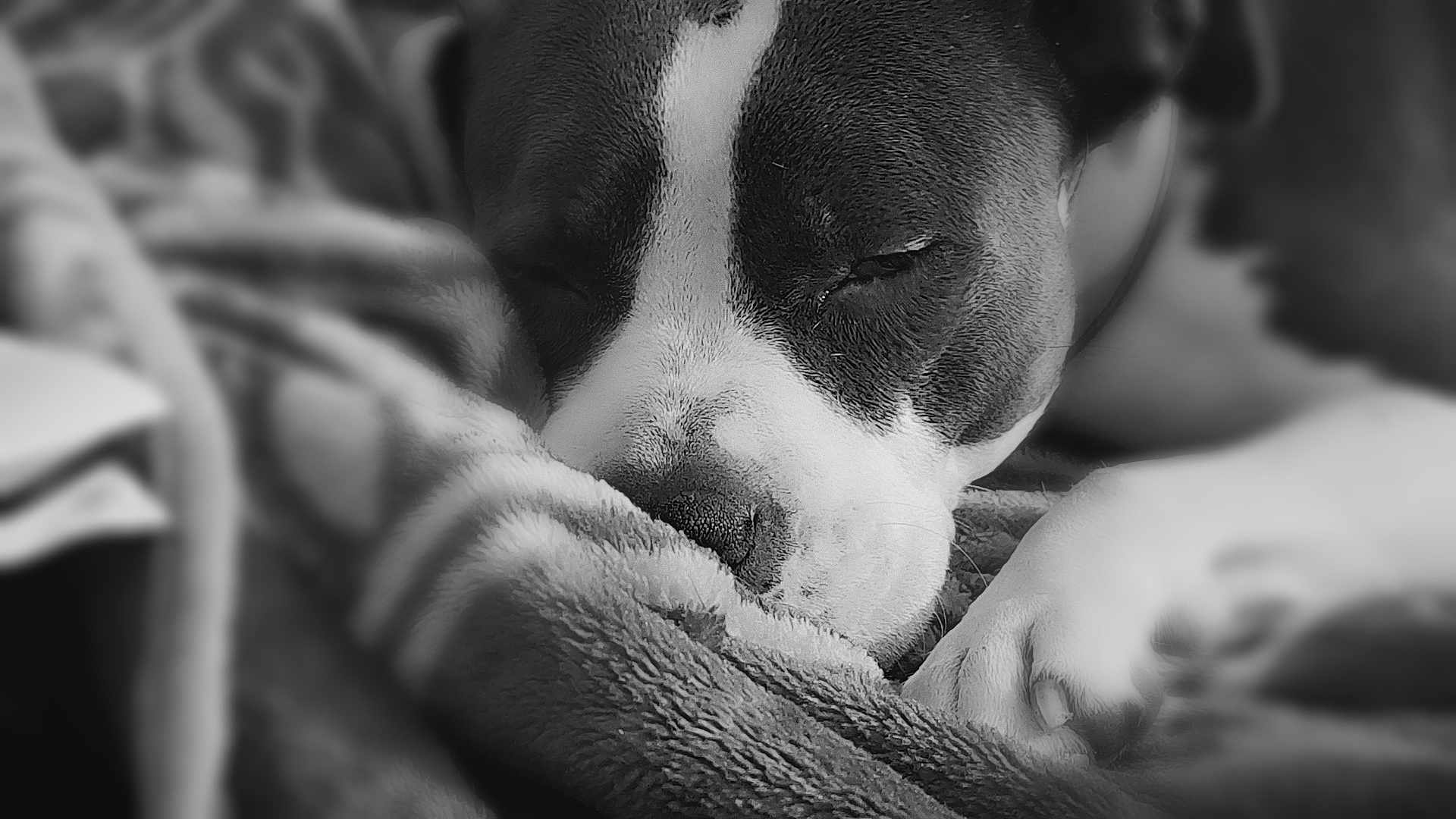 Unna a rejoint le concours — aidez-le/la à gagner de superbes lots ! dog, sleeping, blanket, close_up, black_and_white, pet, cozy, fur, animal, resting, snout, paw, relaxation, indoors, texture, calm, cute, companion, soft, portrait