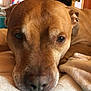 Byron is registered to the contest to win money with this photo: animal, bed, blanket, brown_dog, close_up, cozy, dog, door, ears, eyes, face, fur, indoor, nostrils, pet, relaxed, resting, snout, soft, wallpaper