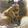 animal, armchair, blanket, brown_dog, christmas, costume, cozy, cute, decor, dog, festive, holiday, holiday_lights, indoors, living_room, pet, reindeer_antlers, relaxed, santa_hat, seated