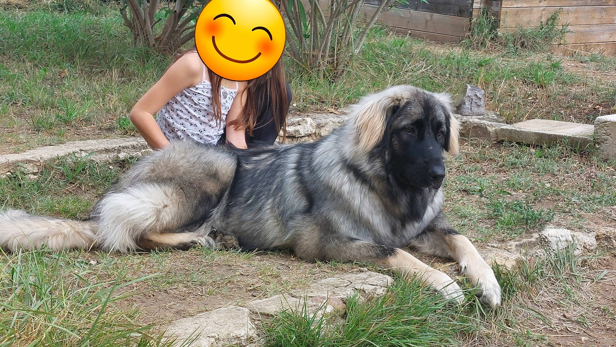 Tasha participe au concours pour gagner de l'argent avec cette photo : ancient_dog_breeds, ball, canidae, carnivore, citrus, companion_dog, dog, dog_breed, fruit, fur, grass, happy, natural_foods, plant, smile, sporting_group, tangelo, terrestrial_animal, working_animal, working_dog