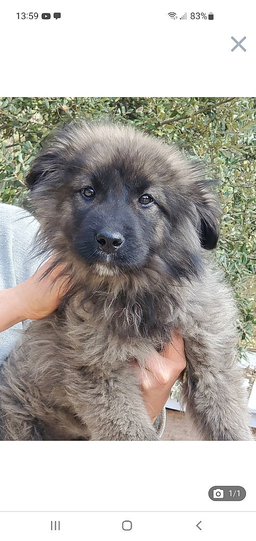 Tasha a rejoint le concours — aidez-le/la à gagner de superbes lots ! ancient_dog_breeds, canidae, carnivore, companion_dog, dog, dog_breed, fur, liver, maltepoo, non_sporting_group, puppy, small_terrier, sporting_group, terrestrial_animal, terrier, toy_dog, whiskers, working_animal, working_dog