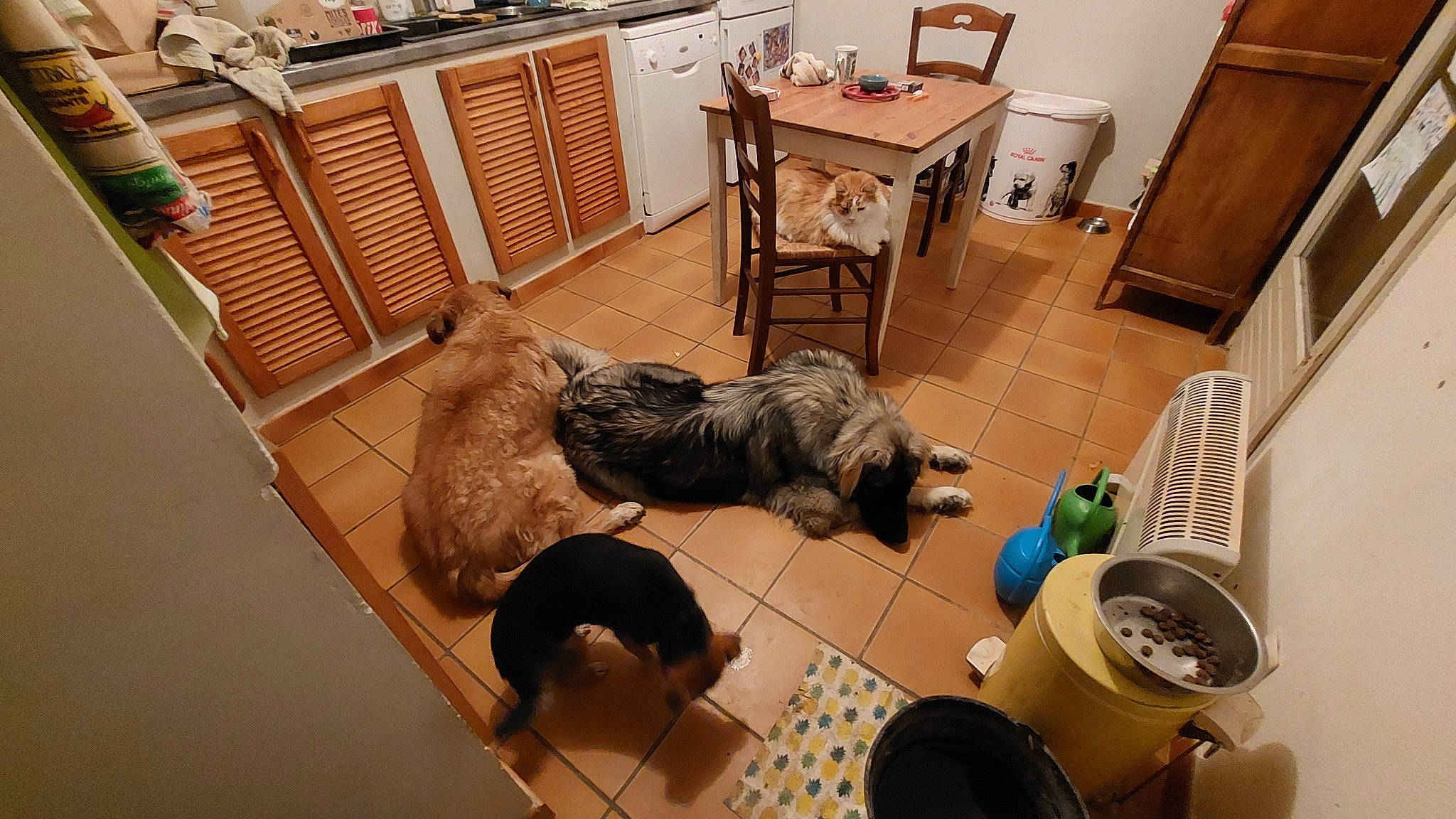 Tasha a rejoint le concours — aidez-le/la à gagner de superbes lots ! chair, comfort, companion_dog, dog_breed, felidae, floor, flooring, fur, hardwood, household_supply, kitchen_dining_room_table, laminate_flooring, living_room, room, small_to_medium_sized_cats, table, tail, wood, wood_flooring, wood_stain