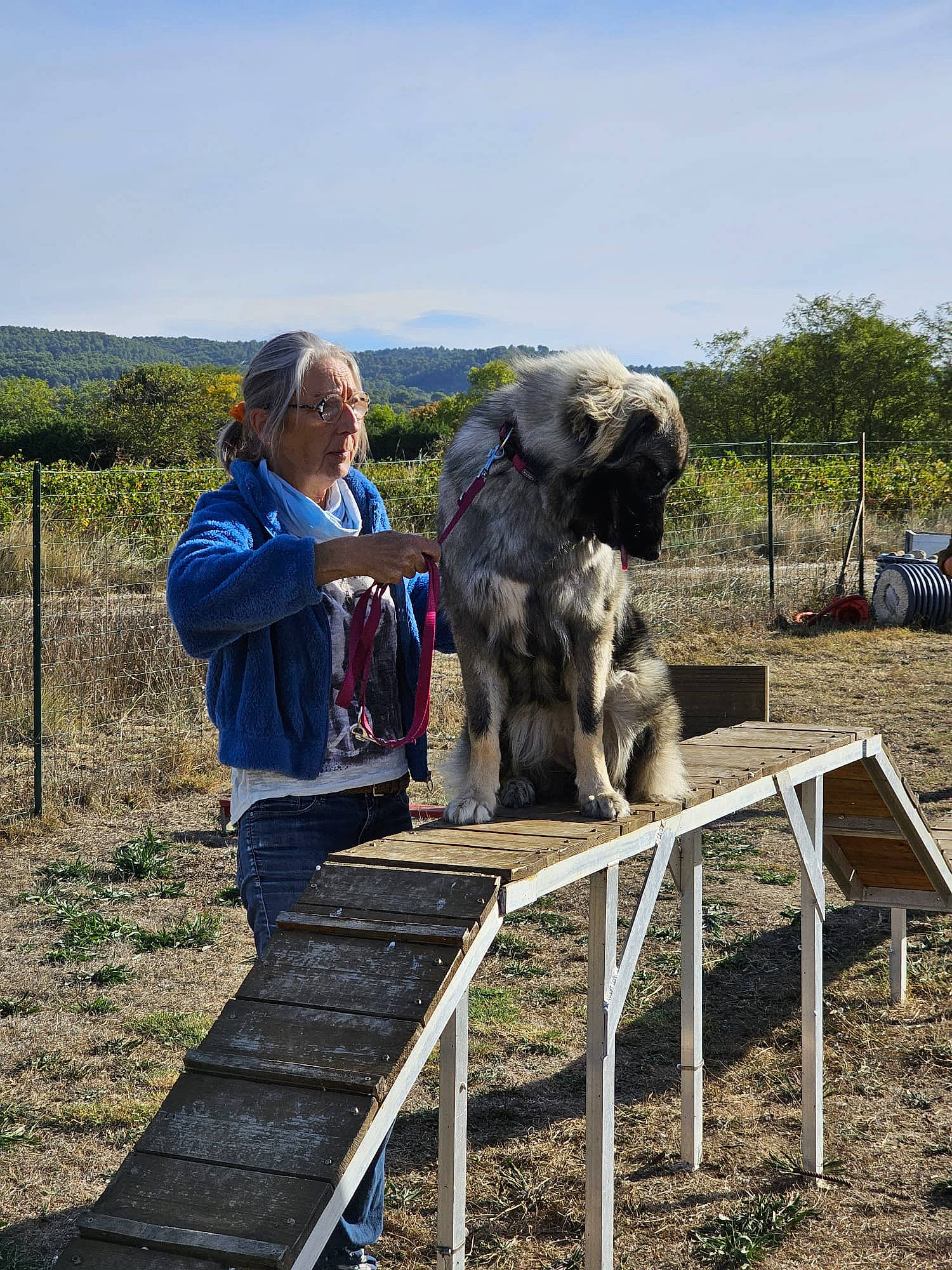 Tasha participe au concours pour gagner de l'argent avec cette photo : canidae, carnivore, cloud, companion_dog, dog, dog_breed, fence, grass, landscape, mammal, plant, recreation, sky, soil, sporting_group, statue, terrestrial_animal, tree, vertebrate, working_animal
