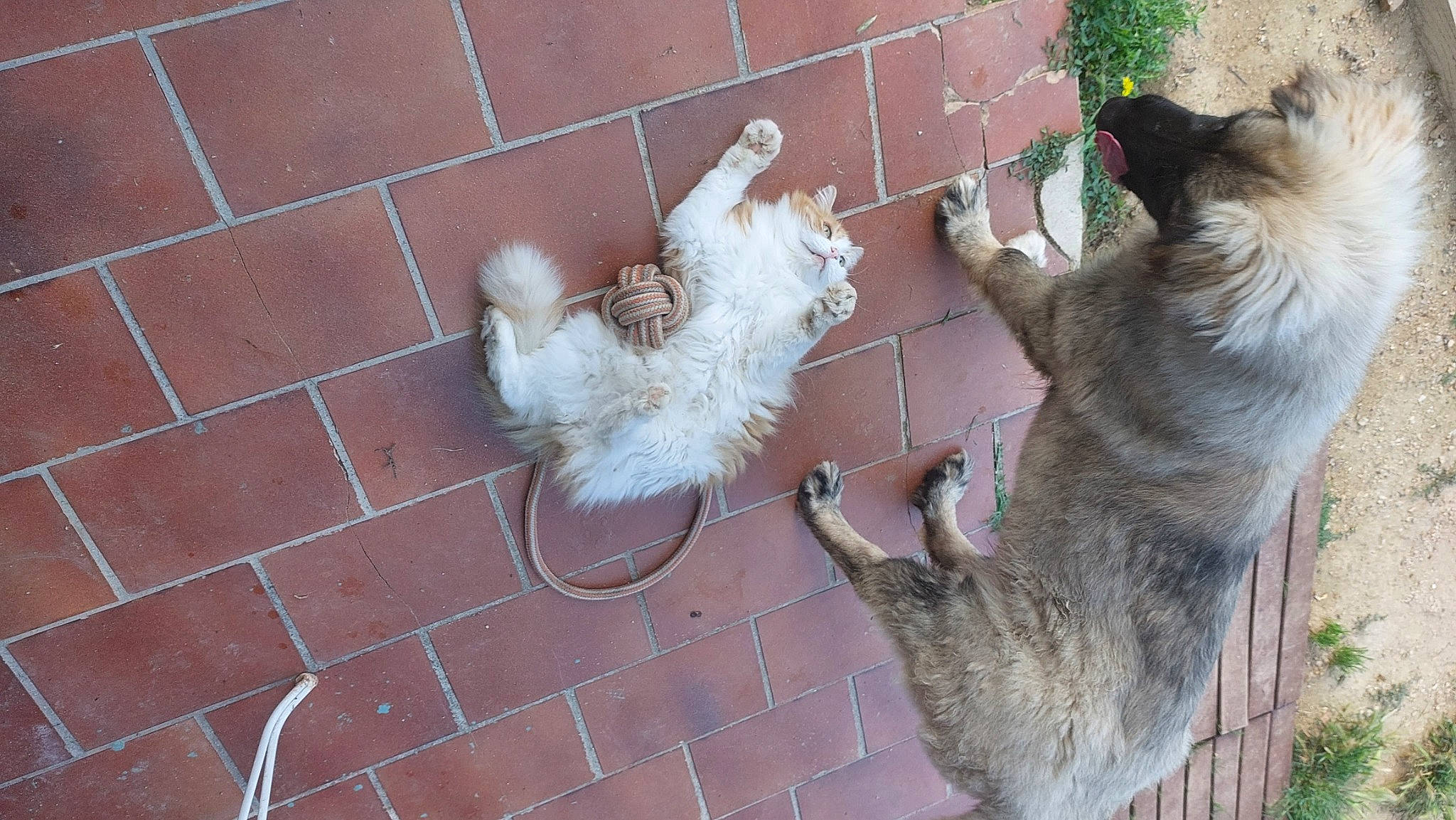 Shadow participe au concours pour gagner de l'argent avec cette photo : canidae, carnivore, claw, companion_dog, dog, dog_breed, fawn, felidae, flooring, fur, marsupial, paw, pet_supply, plant, small_to_medium_sized_cats, sporting_group, tail, terrier, whiskers, wood