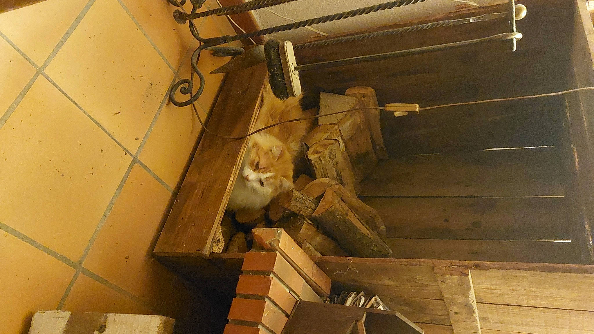 Shadow participe au concours pour gagner de l'argent avec cette photo : beam, beige, cat, ceiling, flooring, hardwood, lumber, metal, pipe, plywood, room, shipping_box, wood